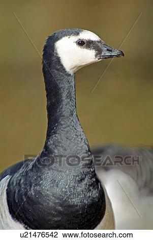 Barnacle goose View Large Photo Image Stock Image - Barnacle goose. Fotosearch
