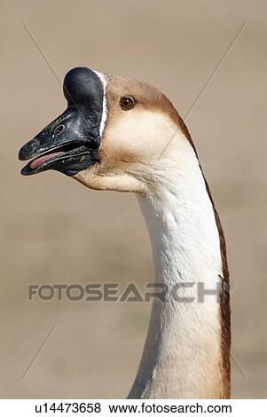 Stock Photo - Black, brown and white goose. Fotosearch