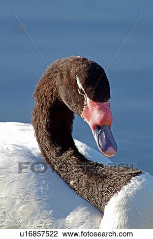 Stock Image - Black necked swan. Fotosearch