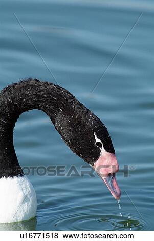 Black necked swan View Large Photo Image Stock Photo - Black necked swan. Fotosearch