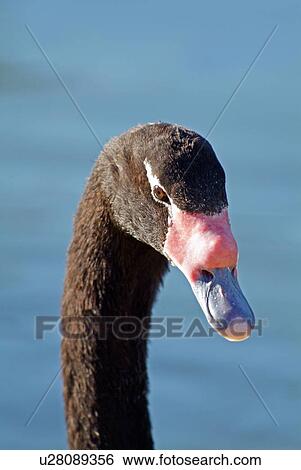 Stock Photograph - Black necked swan. Fotosearch