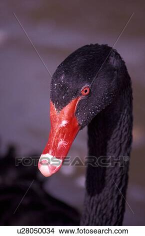 Black swan View Large Photo Image Picture - Black swan. Fotosearch