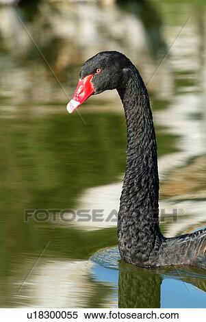 Stock Photography - Black swan. Fotosearch