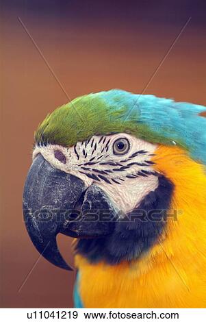 Blue and gold macaw View Large Photo Image Stock Photo - Blue and gold macaw. Fotosearch