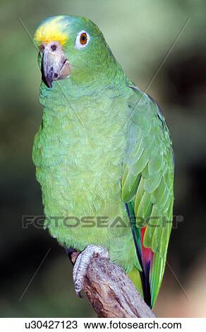 Stock Image - Blue fronted amazon bird. Fotosearch