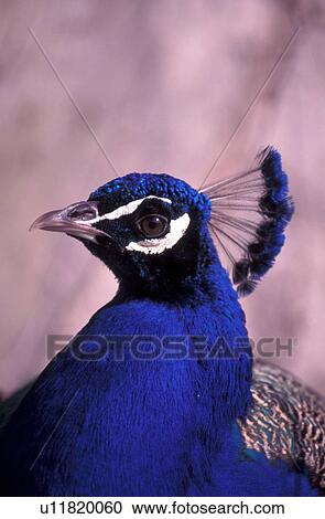 Blue peacock View Large Photo Image Stock Image - Blue peacock. Fotosearch