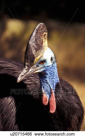 Stock Photograph - Casoar a casque bird. Fotosearch