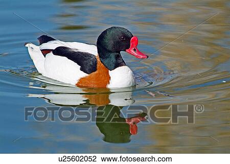 Stock Image - Common shelduck. Fotosearch