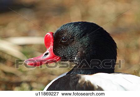 Common shelduck View Large Photo Image Stock Photo - Common shelduck. Fotosearch