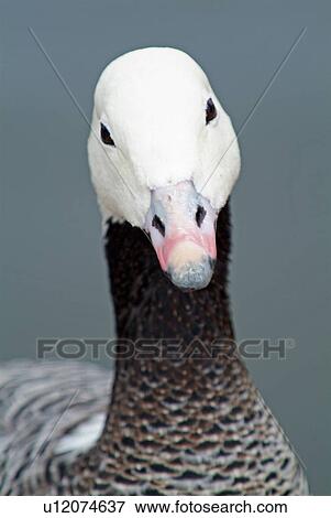 Stock Photo - Emperor goose. Fotosearch