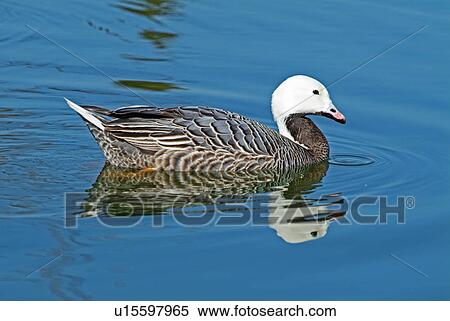 Emperor goose View Large Photo Image Stock Photography - Emperor goose. Fotosearch