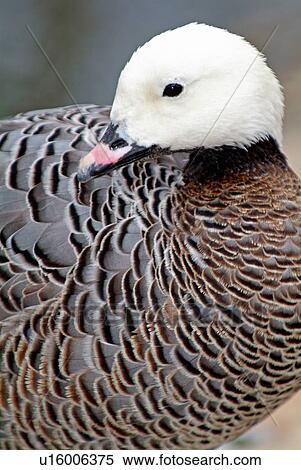 Stock Photography - Emperor goose. Fotosearch