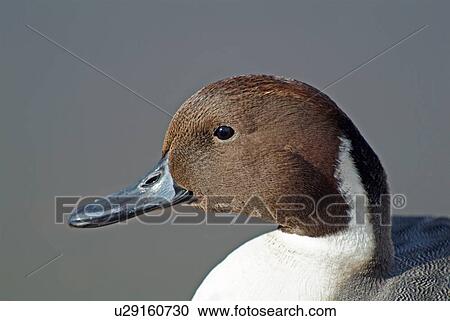 Stock Image - Falcated duck. Fotosearch