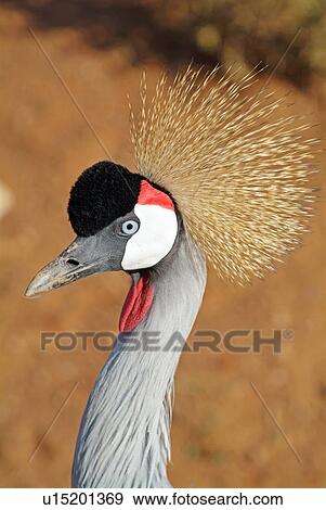 Grey crowned crane View Large Photo Image Stock Photo - Grey crowned crane. Fotosearch