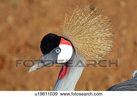 Grey crowned crane View Large Photo Image Stock Photo - Grey crowned crane. Fotosearch