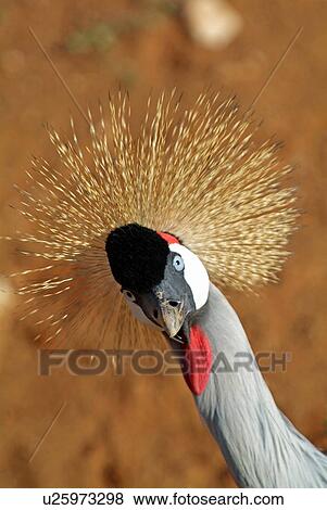 Grey crowned crane View Large Photo Image Stock Photo - Grey crowned crane. Fotosearch