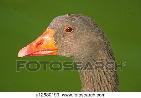 Stock Photo - Grey goose. Fotosearch