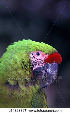 Stock Photo - Military macaw. Fotosearch