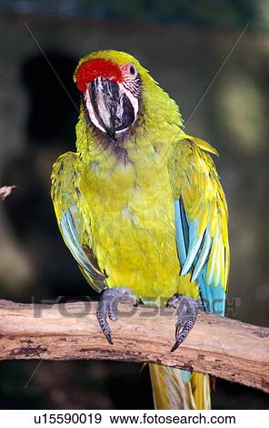 Military macaw View Large Photo Image Stock Photo - Military macaw. Fotosearch