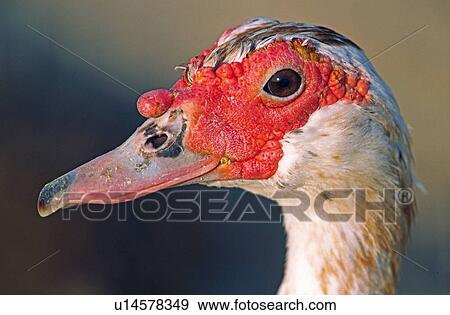 Stock Photo - Muscovy duck. Fotosearch