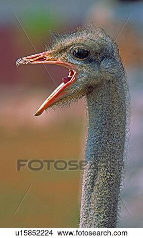 Picture - Ostrich. Fotosearch