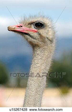 Stock Photo - Ostrich. Fotosearch