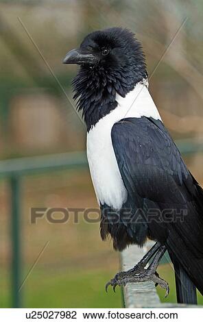 Stock Image - Pied crow. Fotosearch