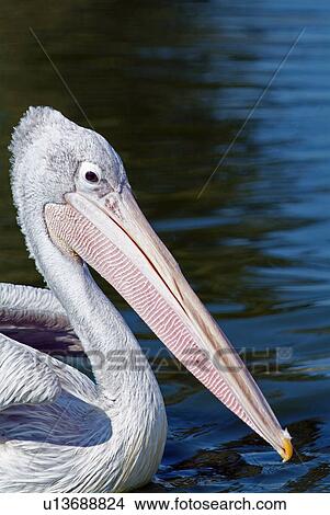 Pink backed pelican View Large Photo Image Picture - Pink backed pelican. Fotosearch