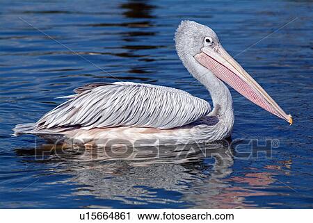 Pink backed pelican View Large Photo Image Stock Image - Pink backed pelican. Fotosearch
