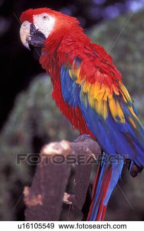 Red and blue macaw View Large Photo Image Stock Photo - Red and blue macaw. Fotosearch