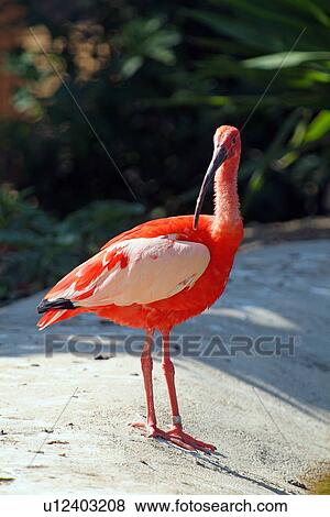 Scarlet ibis bird View Large Photo Image Stock Photo - Scarlet ibis bird. Fotosearch