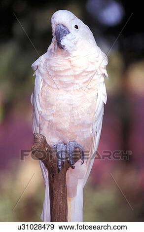Sulphur crested cockatoo View Large Photo Image Stock Photo - Sulphur crested cockatoo. Fotosearch