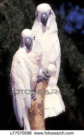 Sulphur crested cockatoos View Large Photo Image Stock Photo - Sulphur crested cockatoos. Fotosearch