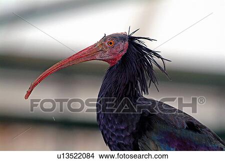 Waldrapp ibis bird View Large Photo Image Picture - Waldrapp ibis bird. Fotosearch