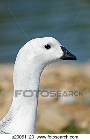 Stock Image - White goose. Fotosearch