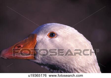 Stock Photograph - White goose. Fotosearch