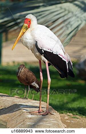 Yellow billed stork and hamerkop View Large Photo Image Stock Image - Yellow billed stork and hamerkop. Fotosearch