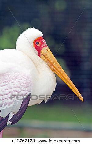 Yellow billed stork View Large Photo Image Stock Image - Yellow billed stork. Fotosearch
