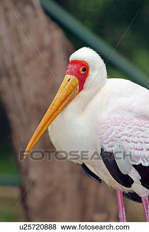 Stock Photo - Yellow billed stork. Fotosearch