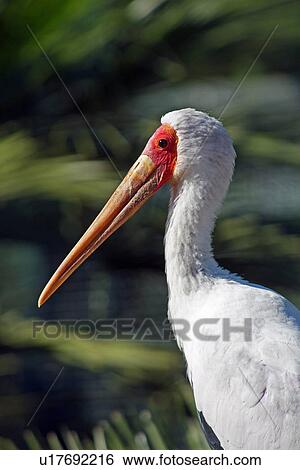 Stock Photograph - Yellow billed stork. Fotosearch