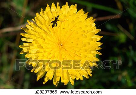 Stock Photography - Autumn hawkbit flower. Fotosearch