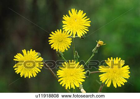 Bristly oxtongue flower View Large Photo Image Stock Photo - Bristly oxtongue flower. Fotosearch