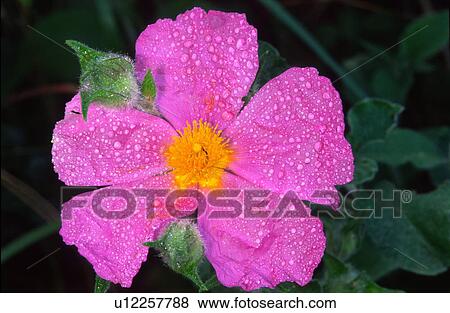 Cistus creticus flower View Large Photo Image Stock Photo - Cistus creticus flower. Fotosearch