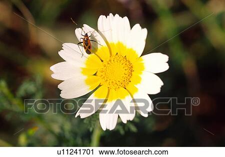 Crown daisy View Large Photo Image Stock Image - Crown daisy. Fotosearch
