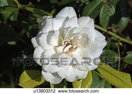 Stock Image - Gardenia flower. Fotosearch