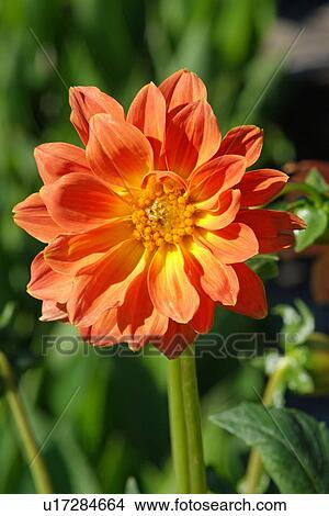 Picture - Gerbera flower. Fotosearch