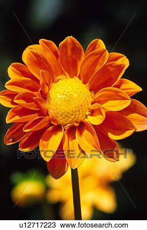 Gerbera flower View Large Photo Image Stock Image - Gerbera flower. Fotosearch