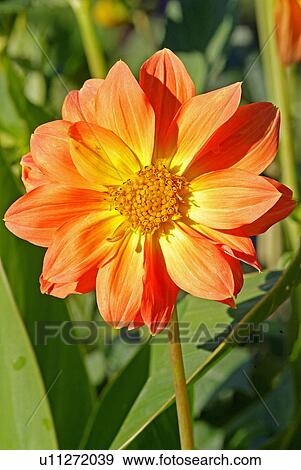 Gerbera flower View Large Photo Image Stock Photo - Gerbera flower. Fotosearch