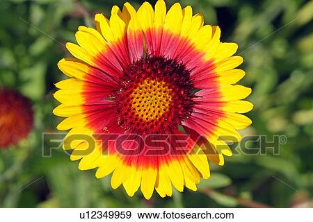 Stock Photo - Gerbera flower. Fotosearch