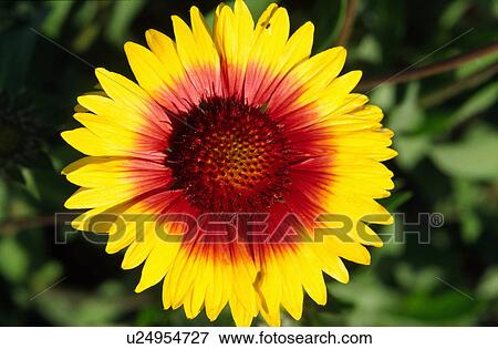 Gerbera flower View Large Photo Image Stock Photo - Gerbera flower. Fotosearch